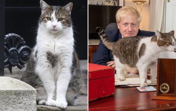 بعد رحيل بوريس جونسون.. ما هو مصير القط لاري