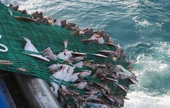 تدريب 60 فتاة سعودية على مهنة صيد الأسماك