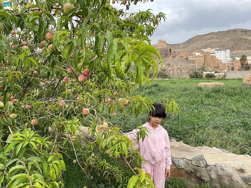 الفاكهة الموسمية بظهران الجنوب تجذب السياح والزوار الفاكهة الموسمية بظهران الجنوب تجذب السياح والزوار