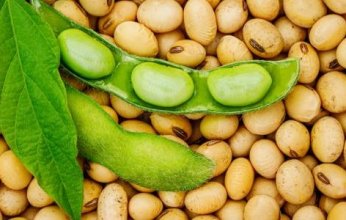فول الصويا يقلل من وزن الجسم ويحفظ على مستوى الكوليسترول