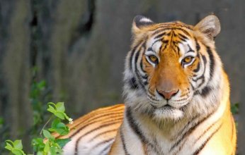 الشرطة الهندية تنجح في القضاء على نمر "آكل للبشر"