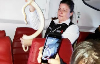 تفاصيل صادمة بشأن العثور على ثعبان داخل طائرة في نيوجيرزي