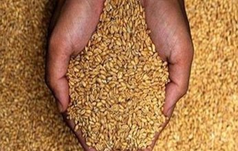 دراسة.. محاصيل القمح بالولايات المتحدة والصين تتعرض لتهديد بسبب الجفاف