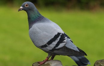 السلطات الكندية تلقى القبض على حمامة بتهمة تهريب المخدرات