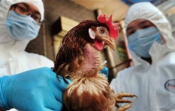 مركز الأمراض الأمريكى: نفوق أكثر من 58 مليون طائر بسبب تفشى أنفلونزا الطيور