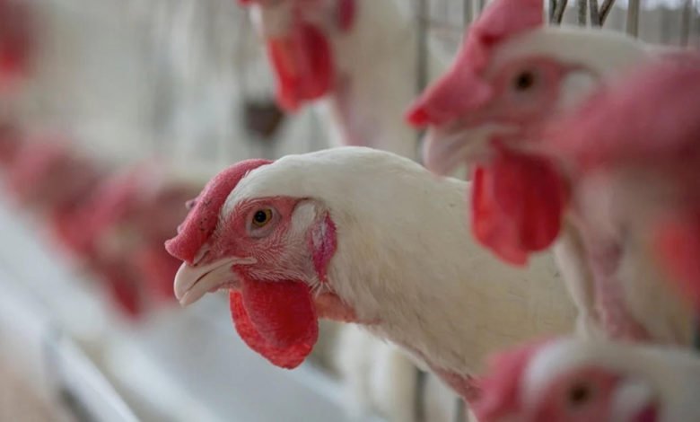 وفاة نادرة لفتاة بإنفلونزا الطيور في كمبوديا وفاة نادرة لفتاة بإنفلونزا الطيور في كمبوديا