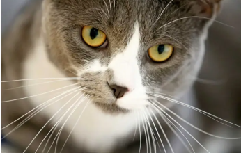 صدق أولا تصدق.. أمريكا تلقي القبض على قط يتعاطى المخدرات