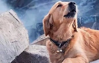 صدق أو لا تصدق.. استخراج 4 كلاب حية من أسفل الأنقاض بعد 28 يوماً من زلزال تركيا