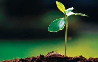 هل تصدر النباتات أصواتا عندما تتعرض للضوضاء؟.. بحث علمي يجيب