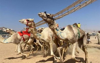 مصر.. انطلاق مهرجان سباق الهجن بشمال سيناء.. 26 أبريل