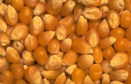 الثلاثاء المقبل.. بدء طرح الذرة الصفراء رسميًا في البورصة المصرية للسلع الثلاثاء المقبل.. بدء طرح الذرة الصفراء رسميًا في البورصة المصرية للسلع