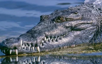 نهشت جسده وابتلعت الجثة.. العثور على رفات استرالي داخل تمساحين