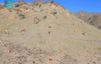 مركز الملك سلمان للإغاثة ينزع خلال أسبوع 1.085 لغمًا عبر مشروع "مسام" في اليمن