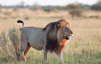 السيطرة على أسد طليق في أحد أحياء مدينة الرياض