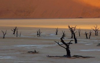 هل تتعرض غابات حوض البحر الأبيض المتوسط للتصحر ومتى؟