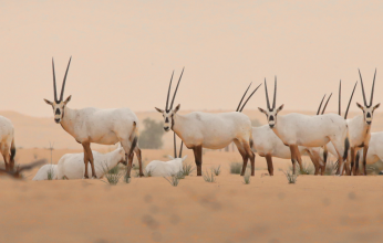 الإمارات.. جهود متواصلة للحفاظ على استدامة البيئة ومواجهة تحديات التغير المناخي عبر حماية الحياة الفطرية وتنميتها