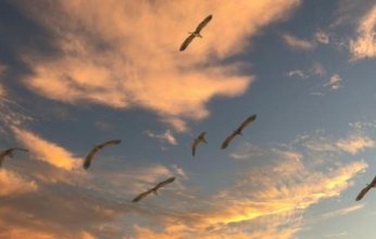 كيف أثرت التغيرات المناخية على عملية التكاثر عند الطيور؟