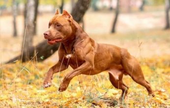 أمريكي يطعن كلباً بوحشية حتى الموت.. فما القصة؟