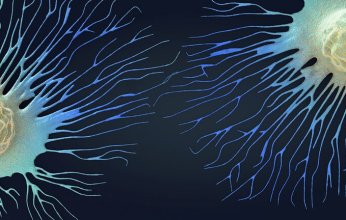 علماء يحددون تفاصيل جديدة للعملية الرئيسية في موت الخلايا التي تمنع انتشار السرطان