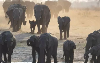 هل تتكيف الحيوانات مع التغيرات المناخية.. وكيف؟