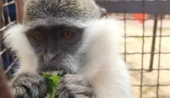 تقارير.. ظهور حالات جديدة لفيروس جدرى القرود فى الصين