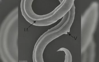 دودة «مجهولة» تعود للحياة وتتكاثر بعد سبات 46 ألف عام.. فما القصة والتفاصيل؟