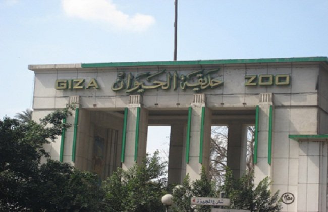 مصر.. بدء تطوير حديقة الحيوان وضغط البرنامج الزمني لإعادة فتحها أمام المواطنين مصر.. بدء تطوير حديقة الحيوان وضغط البرنامج الزمني لإعادة فتحها أمام المواطنين
