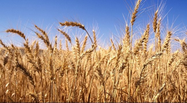 تقارير.. تراجع إنتاج القمح الصيني 0.9% بسبب تساقط الأمطار تقارير.. تراجع إنتاج القمح الصيني 0.9% بسبب تساقط الأمطار