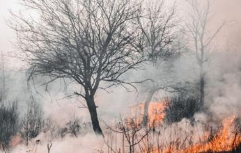 هل تؤثر حرائق الغابات على حياتنا.. وكيف؟