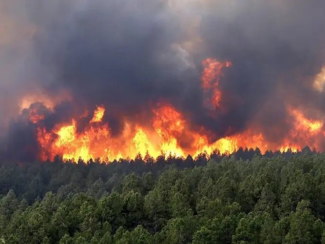 قتلى وجرحى بسبب حرائق الغابات في الجزائر قتلى وجرحى بسبب حرائق الغابات في الجزائر