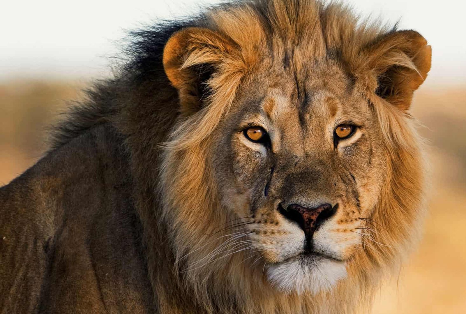 بالفيديو.. أسد يستحم في مغسلة سيارات يشعل مواقع التواصل الإجتماعي بالفيديو.. أسد يستحم في مغسلة سيارات يشعل مواقع التواصل الإجتماعي