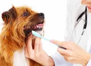 رسالة ماجستير بكلية الطب البيطري ببنها عن زراعة الأسنان في الحيوانات الأليفة