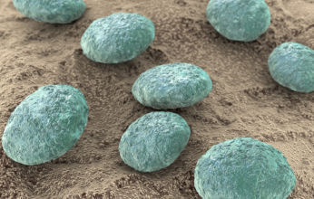 اكتشاف عمره 200 مليون سنة في براز متحجر لحيوان مفترس قديم.. فما التفاصيل؟