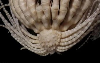 اكتشاف كائن غريب في القارة القطبية يمتلك 20 ذراعا