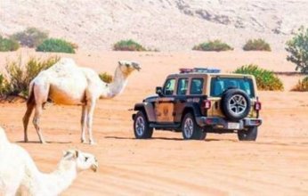 السعودية.. القبض على 25 مخالفًا لرعيهم إبلاً وأغنامًا بـ5 محميات طبيعية