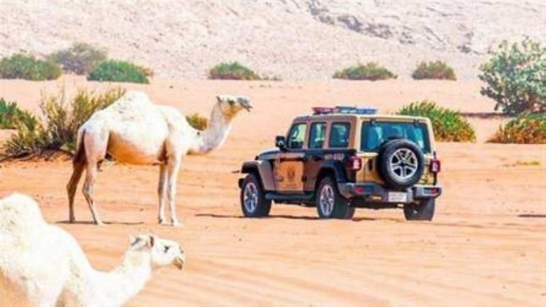 السعودية.. القبض على 25 مخالفًا لرعيهم إبلاً وأغنامًا بـ5 محميات طبيعية السعودية.. القبض على 25 مخالفًا لرعيهم إبلاً وأغنامًا بـ5 محميات طبيعية