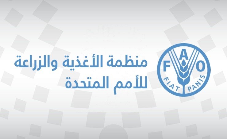 "الفاو": ارتفاع أسعار الأرز لأعلى مستوى منذ 15 عاما "الفاو": ارتفاع أسعار الأرز لأعلى مستوى منذ 15 عاما