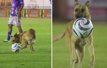 شاهد بالفيديو.. كلب يقتحم مباراة في الدوري المكسيكي