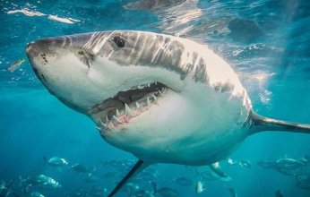 قرار عاجل من وزارة البيئة المصرية بعد هجوم سمكة قرش على مواطنة في دهب