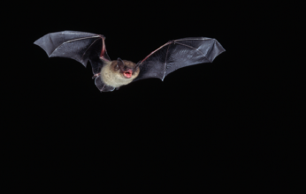الكشف عن الأسباب التي تجعل الخفافيش حاضنة مثالية للفيروسات.. إعرف التفاصيل