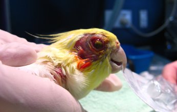 حمى الببغاء تضرب السويد ومخاوف من انتشارها على نطاق واسع