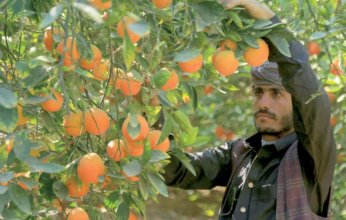 الحرب تُبقي برتقال اليمن على الأشجار