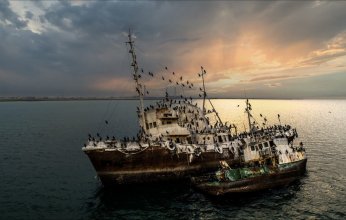 بالصور.. سفن غارقة في الكويت تجذب طيورا نادرة