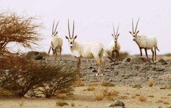 السعودية.. غرامة 30 مليون ريال والسجن 10 سنوات لمن يتاجر بكائنات مهددة بالانقراض