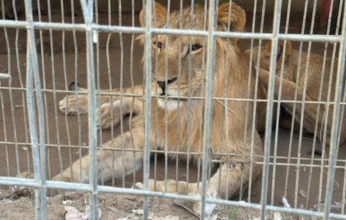 وجه أخر للمأساة.. الجوع ينال من الحيوانات في «حديقة غزة»