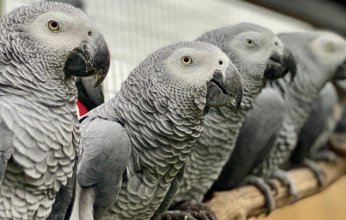 ببغاوات «سليطة اللسان» تشتم زوار حديقة حيوان في بريطانيا