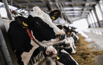 الكويت تمنع تصدير المواشي الحية «احترازيا»