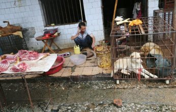 كوريا الجنوبية تحظر بيع لحوم الكلاب