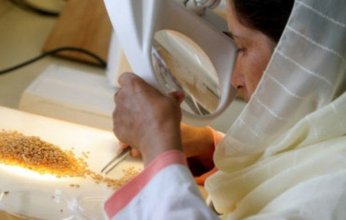 سودانيون يحذرون من ضياع موارد بنك الجينات النباتية في ودّ مدني