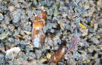 شاي الحشرات يثير الخوف في السعودية